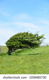 A windswept hawthorn tree by the South Downs Way.   Alfriston, Near Eastbourne, East Sussex, UK.  21 May 2017