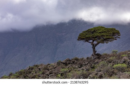 Windswept Juniper tree, El Hierro