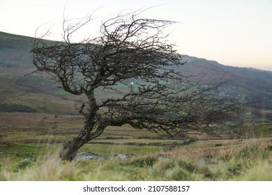 Windswept leafless tree on exposed mountain face of Snowdon, Snowdonia National Park, Wales. Moorland HD 2022 adventure wildlife forest tree shot. 