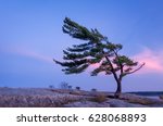 Windswept Northern White Pine at Sunset