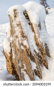 Windswept old tree stump with snow