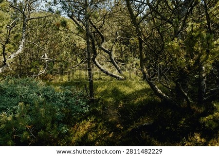 Windswept pine forest with crooked trees in Rømø, Denmark