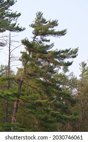 Windswept pine tree in Muskoka Ontario Canada
