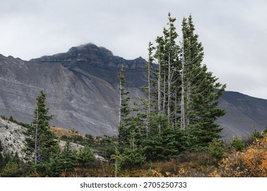 Wind-swept pine trees in front of granite mountains, with clouds rolling in, in the remote wilderness near Jasper, Alberta.