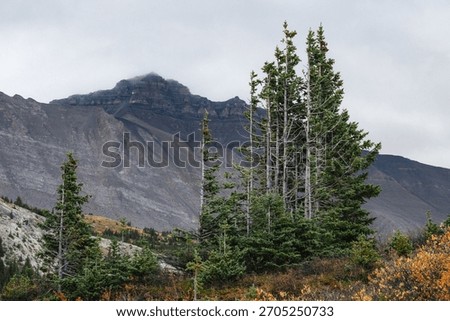 Wind-swept pine trees in front of granite mountains, with clouds rolling in, in the remote wilderness near Jasper, Alberta.