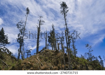 Windswept pine trees on a rugged hillside beneath a bright blue sky, showing broken trunks and scattered debris after storm damage and clearing. A stark landscape of nature, recovery, and erosion.