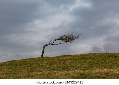 A windswept tree against a cloudy sky