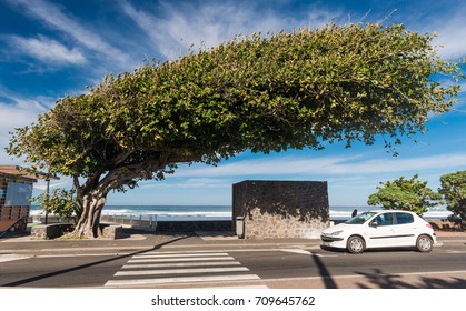 Windswept Tree at the Coast of La Reunion, France