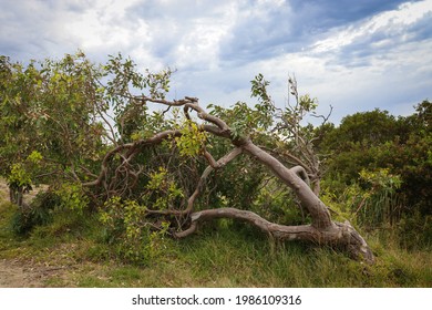 windswept tree in coastal landscape with approaching storm