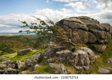 A windswept tree growing out of rocks in Dartmoor, England, the UK