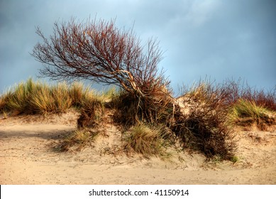 Windswept Tree Growing Sand Dunes Stock Photo 41150914 