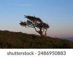 windswept tree isolated among the coast