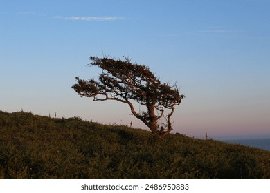 windswept tree isolated among the coast - Powered by Shutterstock