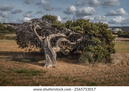 Windswept tree in the meadow grows at obvious angles in a public park near Mediterranean sea. A strong wind blows the trees and tilts them