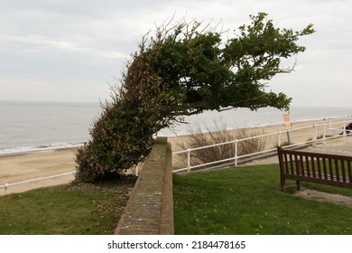 Windswept tree on a beach