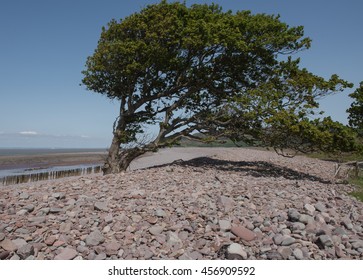 Windswept Tree on Bossington Beach on the South West Coastal Path between Minehead and Porlock Weir in Somerset, England, UK