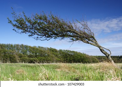 A windswept tree on a field, Sweden.