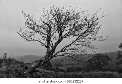 windswept tree on a mountainside in Wales