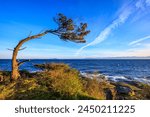 A windswept tree on the shore of Gabriola Island in the Salish Sea, British Columbia.