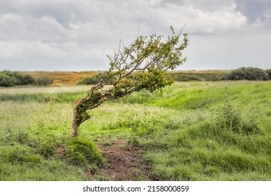 Windswept Tree on the Suffolk Coast