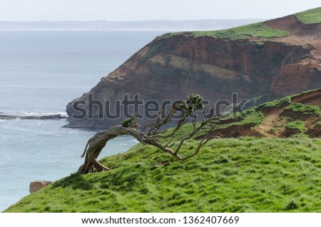 Windswept tree permanently bent by the prevailing winds on a grassy hilltop in the Chatham Islands, New Zealand, with high, sandstone cliffs in the background.