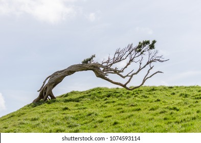 Windswept tree permenantly bent by the prevailing winds on a grassy hilltop in the Chatham Islands, New Zealand. 