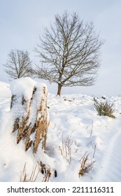 Windswept Tree Stump With Snow In A Winter Landscape