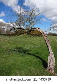 Windswept tree at The Wall, Kynnersley