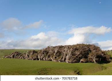 Windswept trees in the Catlins, New Zealand