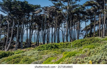 Windswept Trees on Coast of San Francisco in Golden Gate National Park
