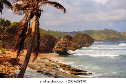 Windswept tropical beach with swaying palm tree  - Bethsheba on the North coast of Barbados