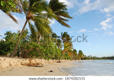 Windy beach in the carribbean 