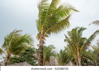 Windy Coconut tree at the beach.