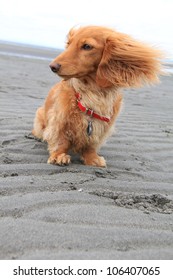 Windy day at the beach for this little dachshund puppy.