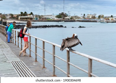 A Windy Day On Galápagos Island San Cristóbal. A Pelican And A Woman Both Looking Out To Sea.