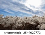 a windy field of reeds