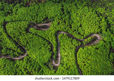 Windy Forest Road In The Mountain