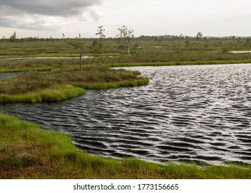 Windy Summer Landscape From Swamp Lake, Wind And Turbulence Of Lake Water, Lake Shore, Trees In Wind, Swamp Lake In Summer