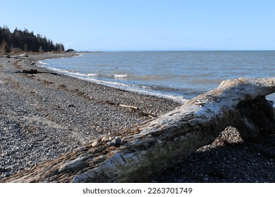 A windy winter day at a Pacific Northwest beach with a big driftwood - Powered by Shutterstock