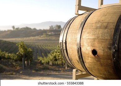 Wine Barrel In Vineyard