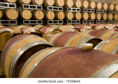 Wine Cellar With The Barrique Barrels