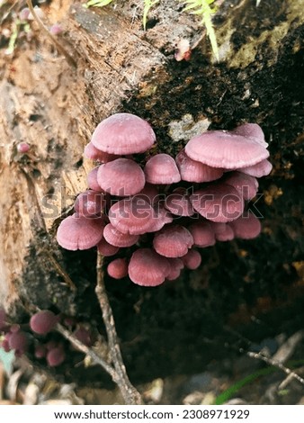 Wine coloured mushrooms growing on a log