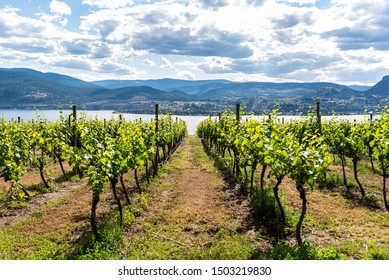 Wine Country In British Colombia