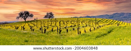 Wine Country Napa Valley Vineyards, Spring Mustard Blooming in the Fields and Beautiful Sunrise.