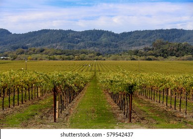 Wine Country Open Vineyard Landscape View