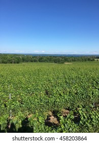 Wine Country In Traverse City, MI, USA