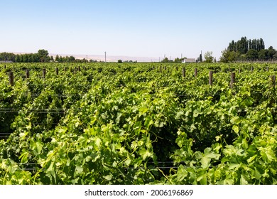 Wine Country In Walla Walla, Washington, USA