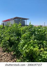 Wine Country In Walla Walla, Washington, USA