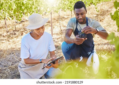 Wine farmers, vineyard or agriculture tablet app to monitor growth, development or sustainability in countryside garden field. Farming workers, colleagues or people with digital tech for fruit - Powered by Shutterstock