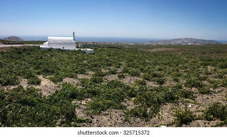 Wine Fields In Santorini